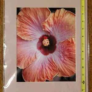 Hibiscus Photo in Cardboard Frame by Jennifer Crawford 2007